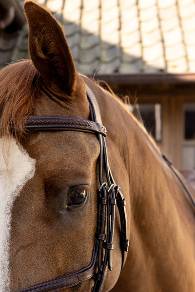 Ogłowie z nachrapnikiem meksykańskim Dy'on New EnglishCollection Plaited NEAOAV