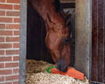 Zabawka dla konia QHP Carrot XL