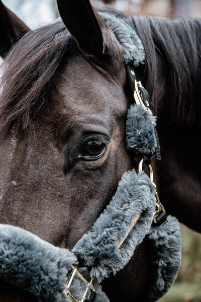 Kantar obszyty w całości syntetycznym futrem Kentucky Horsewear Sheepskin Shipping