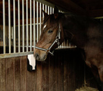 Lizawka dla konia z soli kamiennej Delizia