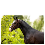 Ogłowie z podwójnym nachrapnikiem BR Bath