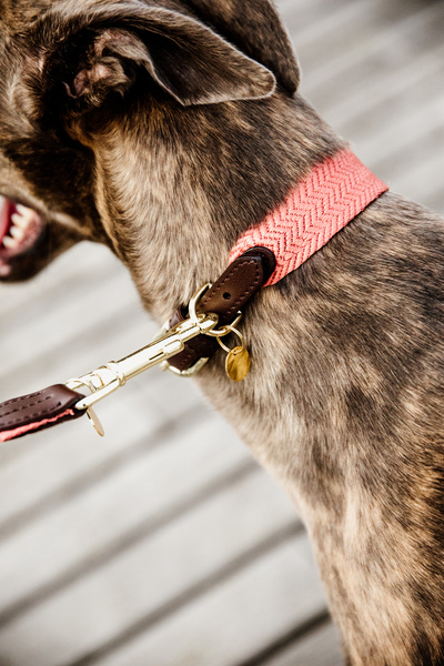 Obroża dla psa Kentucky Dogwear Jacquard