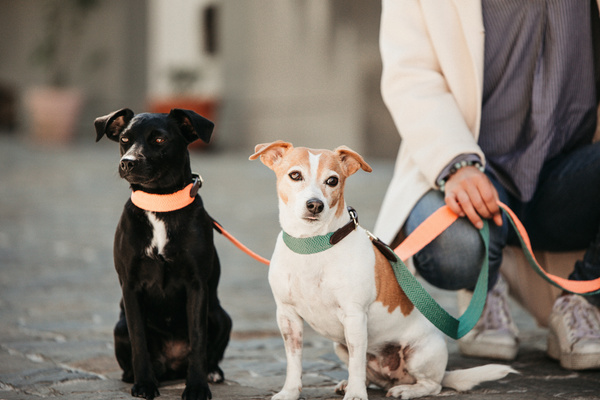 Obroża dla psa Kentucky Dogwear Jacquard