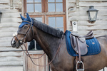 Czaprak ujeżdżeniowy Kentucky Horsewear Velvet Pearls