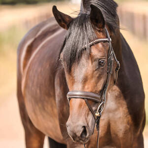 Ogłowie z nachrapnikiem kombinowanym Kavalkade Diana