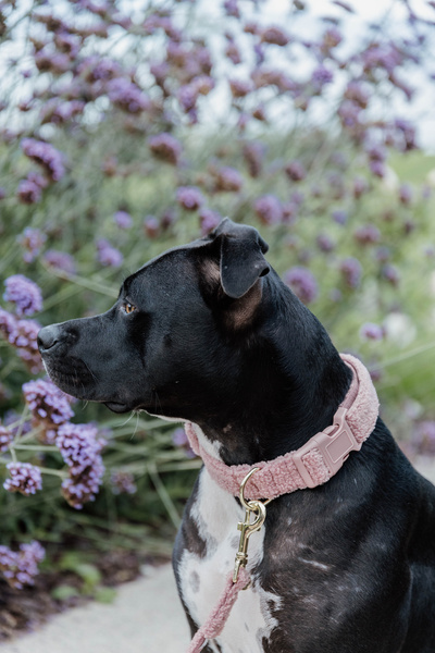 Obroża dla psa Kentucky Dogwear Teddy