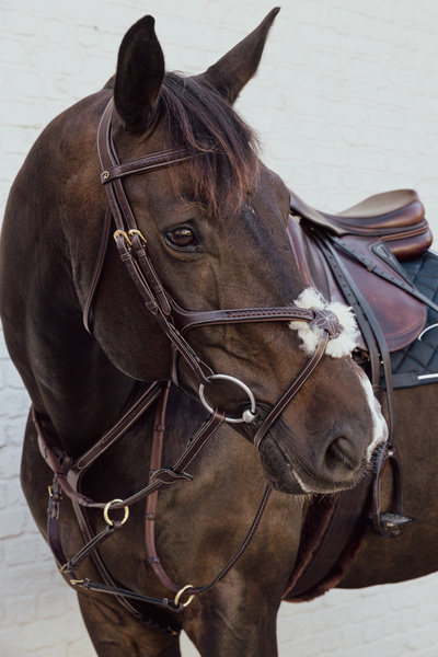 Ogłowie z nachrapnikiem meksykańskim Dy'on D Collection Plaited DYAOAV