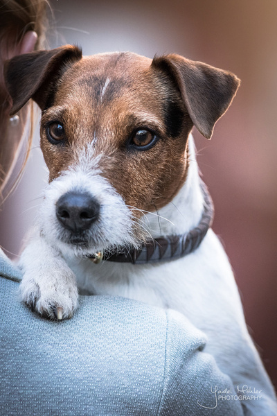 Obroża dla psa Kentucky Dogwear Triangle