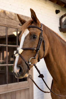 Ogłowie z nachrapnikiem meksykańskim Dy'on New EnglishCollection Plaited NEAOAV