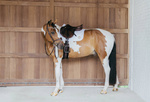 Czaprak skokowy Kentucky Horsewear Wave