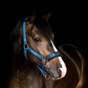 Kantar Stübben Reflecting