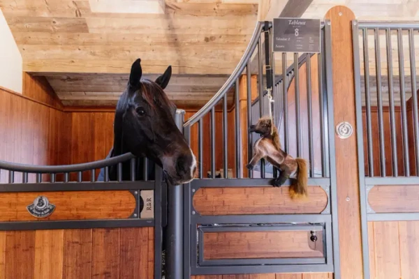 Zabawka do boksu Kentucky Horsewear Tableux