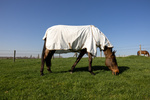 Derka siatkowa przeciw owadom Kentucky Horsewear Multifunctional Summer Sheet