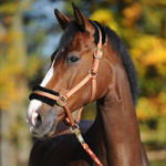 Kantar z futerkiem Kavalkade Gretchen