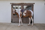 Czaprak  wszechstronny Kentucky Horsewear Softshell Onion Quilt