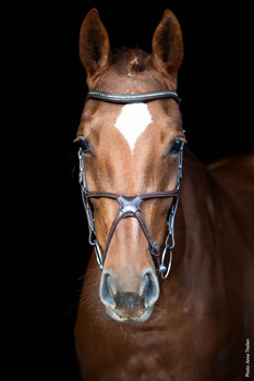 Ogłowie z nachrapnikiem meksykańskim Schockemohle Rio
