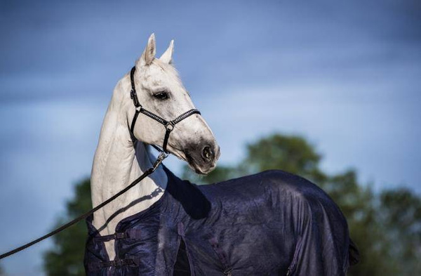 Derka siatkowa START Standard