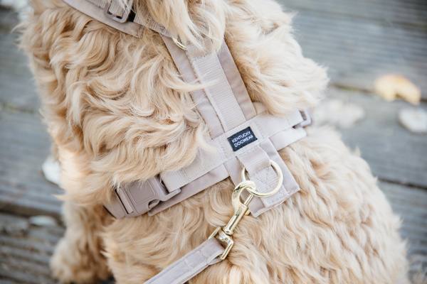 Szelki dla psa Kentucky Dogwear Active Velvet