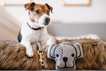 Zabawka dla psa Kentucky Dogwear Dog Head