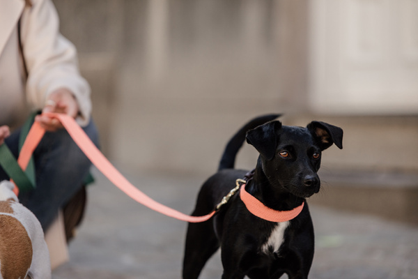 Smycz dla psa Kentucky Dogwear Jacquard - 140 cm