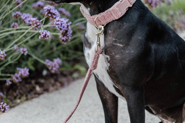 Smycz dla psa Kentucky Dogwear Teddy - 120 cm