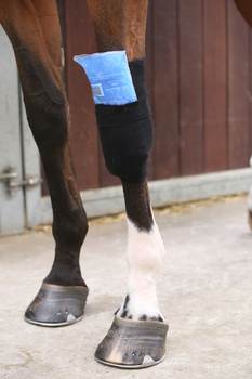 Skarpeta chroniąca przed obtarciami, zabrudzeniami i infekcjami Kentucky Horsewear Tendon Grip Sock