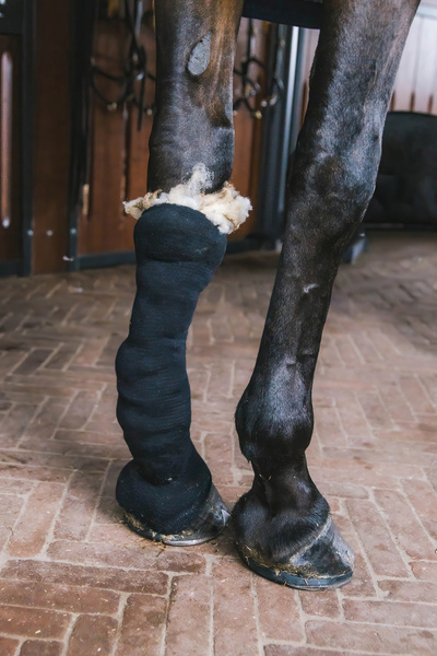 Terapeutyczna wełna owcza do leczenia skóry, obrzęków i wsparcia ścięgien konia Grooming Deluxe Therapeutic Wool 150 g