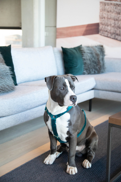 Szelki dla psa Kentucky Dogwear Loop Velvet