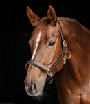 Kantar skórzany Waldhausen Crystal