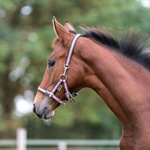 Kantar dla źrebaka Kavalkade