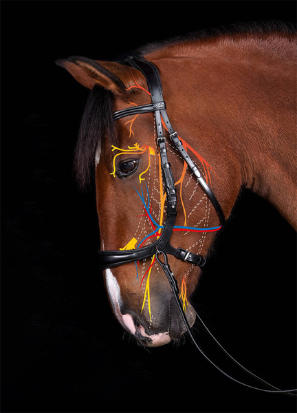 Ogłowie anatomiczne bezwędzidłowe Schockemöhle Sports Equitus Theta