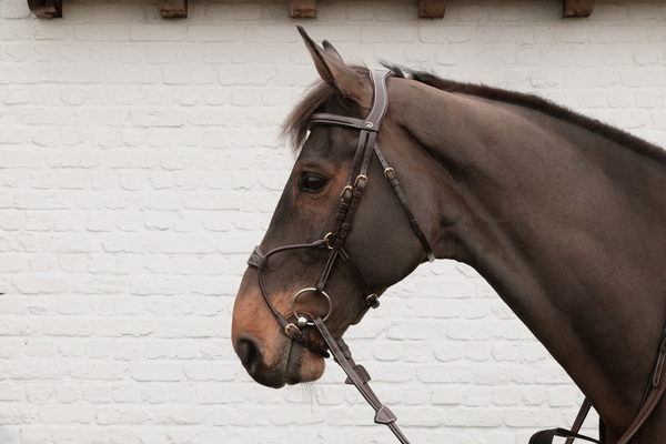 Ogłowie z nachrapnikiem przelotowym Dy'on D Collection DYABA7