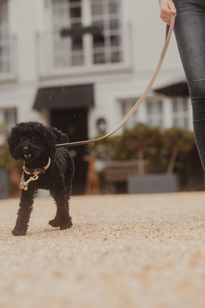 Obroża dla psa Kentucky Dogwear Plaited Nylon