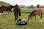 Torba na siano do boksu i na padok Grooming Deluxe Play & Haybag Slow Feeder Round 