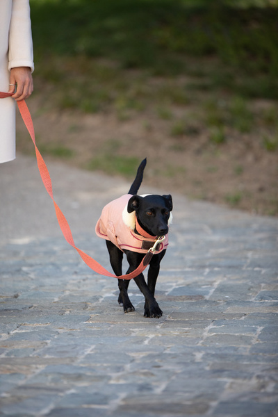 Obroża dla psa Kentucky Dogwear Jacquard