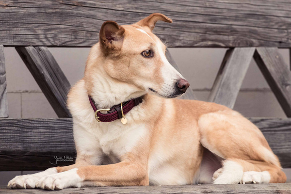 Obroża dla psa Kentucky Dogwear Plaited Nylon