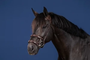 Ogłowie z podwójnym nachrapnikiem Dy'on US Collection USAAAH