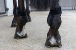 Ochraniacze tylne Kentucky Horsewear Young Horse TPU