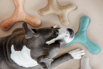Zabawka dla psa Kentucky Dogwear Pastel Boomerang