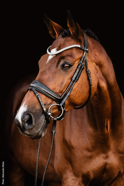 Ogłowie z nachrapnikiem szwedzkim Schockemöhle Sportse Isabell Werth Johnny