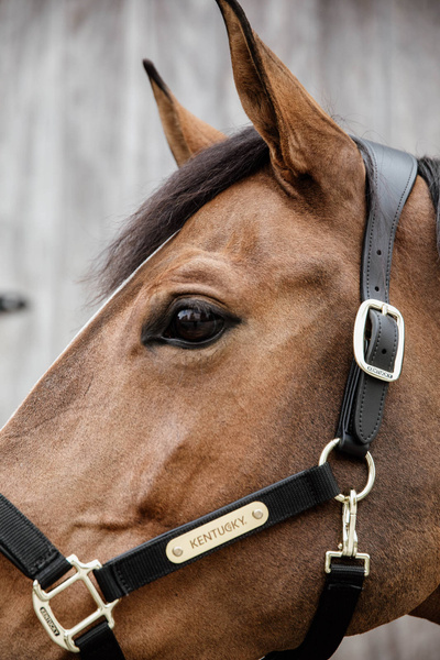 Kantar anatomiczny Kentucky Horsewear Anatomic Nylon