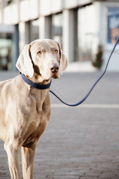 Obroża dla psa Kentucky Dogwear Plaited Nylon