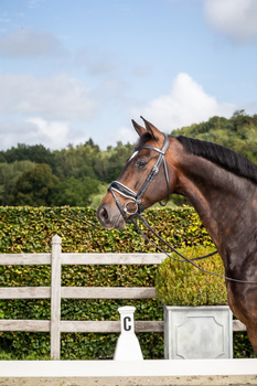 Ogłowie z nachrapnikiem szwedzkim Dy'on New English Collection NEDCAO