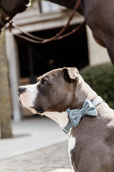 Kokarda do obroży dla psa Kentucky Dogwear Velvet