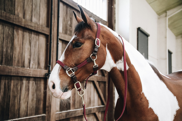 Kantar dla konia Kentucky Horsewear Plaited Nylon