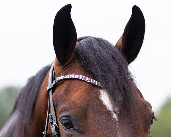 Ogłowie z nachrapnikiem szwedzkim QHP Lupine
