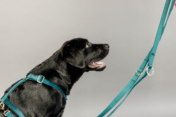 Smycz dla psa Kentucky Dogwear Velvet - 200 cm