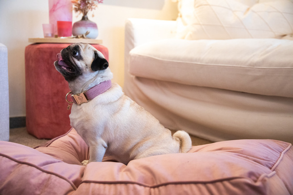 Obroża dla psa Kentucky Dogwear Wool