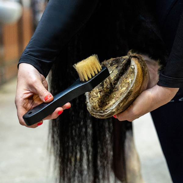 Zestaw do czyszczenia konia QHP Royal