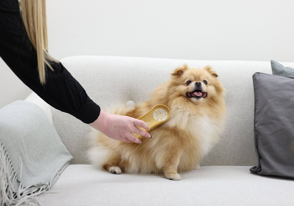 Szczotka dla psa Magic Brush